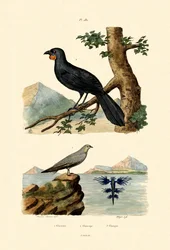 Canastera